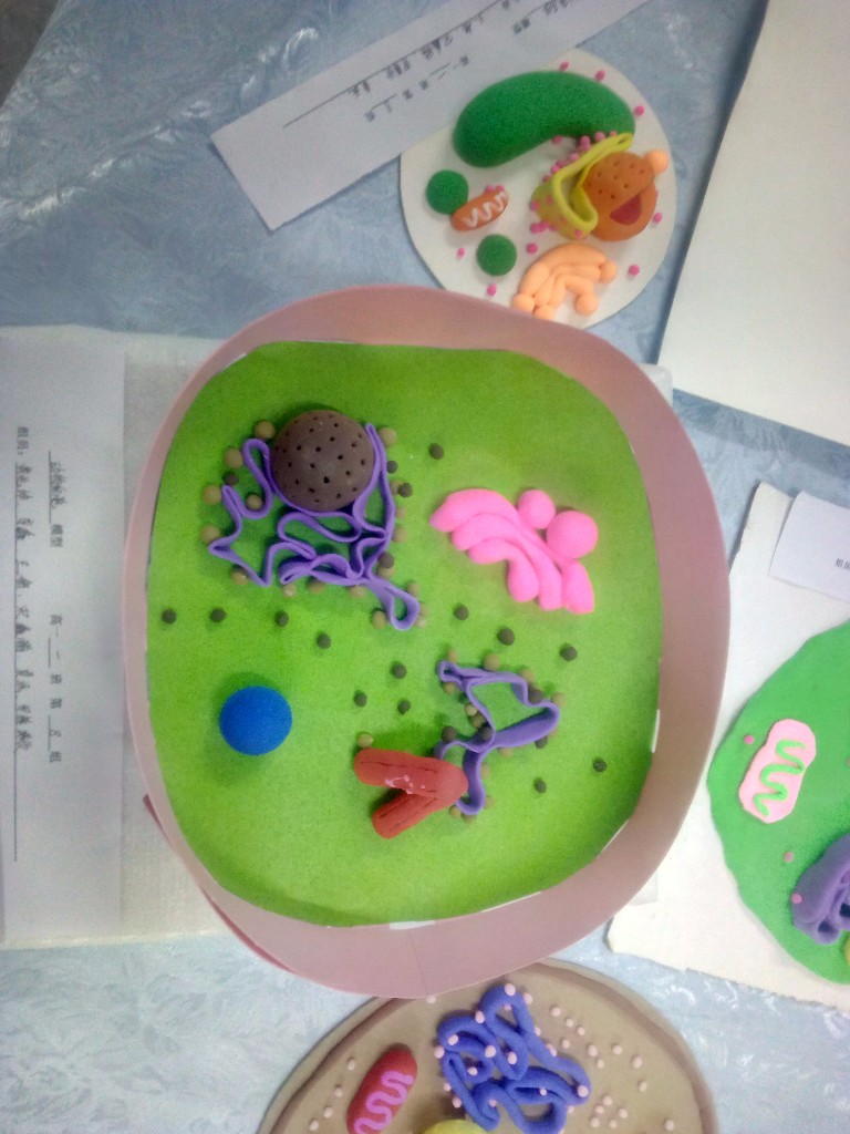 生物模型2